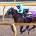 【ホープフルＳ１週前】初戦５馬身差Ｖのラヴェニューはアドマイヤテラに先着　友道調教師「１週前としてはこれ以上ない」