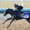 【朝日杯ＦＳ】血統馬スペルーチェは６枠９番　陣営「周りを見ながらポジションを取るにはいい枠」
