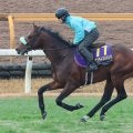 【注目馬動向】サンライズジパングは鮫島克駿騎手で有馬記念へ　２４年みやこＳを勝って以来の２度目のコンビ結成