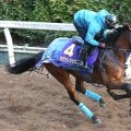 【朝日杯ＦＳ】カヴァレリッツォが坂路で好仕上がりを誇示　吉岡調教師「前走前より落ち着いて走れている」