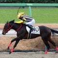【中山４Ｒ・２歳新馬】ゴールドブレイズが危なげなく快勝　荻野極騎手「これからもっと良くなる」