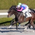 【阪神６Ｒ・２歳新馬】４番人気メイショウコマチが直線で抜け出す　太宰啓介騎手「砂をかぶってからも上手に走れました」