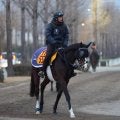 土曜中山競馬場の注目激走馬…中山１１Ｒターコイズステークス・Ｇ３