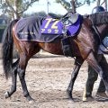 【有馬記念】“滑り込み”で出走するアラタは８歳冬でも元気いっぱい　陣営「まだ馬は若い」