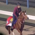 【有馬記念】今度は本来の力を見せる　シンエンペラーの変身があるぞ　陣営「体も精神的にも成長しています」