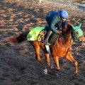 ロイヤルファミリー役が有馬記念前日にデビューへ　「ゲートは抜群に速い」陣営も自信のブレイヴソルジャー