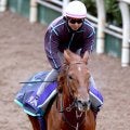 【有馬記念】ジャパンＣでゴール後に放馬のダノンデサイルは坂路でソフト追い　安田調教師「問題ない。むしろ上積み感じる」