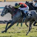 中山芝は徐々にタフな状況に ホープフルSでノチェセラーダが波乱を呼ぶか