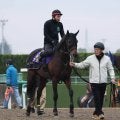 【有馬記念】メンバー最年長のアラタは元気いっぱい　陣営「足かけ６年間、コツコツと走ってきて偉い」