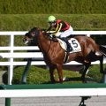 【阪神6R新馬戦結果】アメリカンファラオ産駒アメリカンコールが人気2頭の一騎打ちを制す