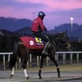 【ホープフルステークス】馬トク外厩情報…ホープフルステークスの勝ち馬に共通する“意外な条件”とは