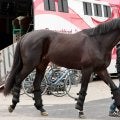 【有馬記念】ジャスティンパレスがラストランに向けて中山競馬場に到着　陣営「最後も元気な姿で戻ってきてほしい」
