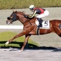 【阪神６Ｒ・２歳新馬】アメリカンファラオ産駒のアメリカンコールがデビュー勝ち　Ｃデムーロ騎手「楽しみ」