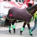 【有馬記念】距離に挑むエルトンバローズは立ち回り次第で距離も克服可能　陣営「西村淳騎手がうまく乗ってくれる」