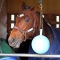 【有馬記念】サンライズジパングはお気に入りのボール持参で中山へ　陣営「芝を走るならこのタイミングかなと」