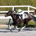 【阪神４Ｒ・２歳新馬】ソルオーブが長くいい脚で抜け出してＶ　ジェルー騎手「最後はいい脚が使えました」