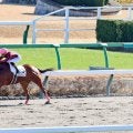 【中山５Ｒ・２歳新馬】単勝１・９倍のクラウトロックが８馬身差圧勝　プーシャン騎手「すごい走る馬。楽しみ」