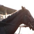 【有馬記念】馬トク外厩情報…有馬記念はレース間隔重視　秋Ｇ１を詰めて使わない馬が狙い目に