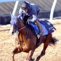 【東京大賞典】Ｇ１級連勝中のミッキーファイトは「実績的に上位」と田中博調教師…出走馬の陣営コメント