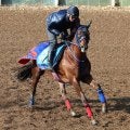 【京都金杯】武豊騎手と新コンビのクルゼイロドスルが重賞初Ｖ狙う　高橋忠調教師「すごくいい馬と褒めてもらった」