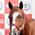 【注目馬動向】シンエンペラーはＧ１昇格したネオムターフＣで連覇狙う　矢作調教師「今年はサウジアラビアだけで帰ります」