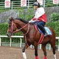 【注目馬動向】アメリカンステージは芝路線へ変更も選択肢　矢作調教師「ベントルナートがくるとなると…」