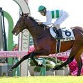【注目馬動向・３歳】新馬Ｖのアクセスは北村友一騎手と京成杯へ　キッコベッロは杉原誠人騎手とあすなろ賞