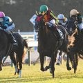 【京都金杯展望】リゲルS組と昇級初戦の勢いある馬に注目