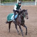 【京都金杯】重賞２勝目狙うランスオブカオスは最内枠　３戦ぶりの復活Ｖ目指すキープカルムは２枠３番　枠順確定