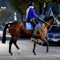 【注目馬動向】２０２３年ＪＢＣクラシックなどＪｐｎ１・２勝のキングズソードが左前第一指骨骨折