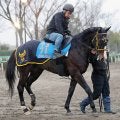 【中山金杯】人馬で復活を狙うニシノエージェント　鞍上に千葉調教師「お世話になっている先輩の一人」