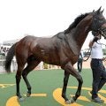 【注目馬動向・３歳】パイロマンサーはＵＡＥダービー直行へ　エイシンディードはファルコンＳを視野