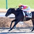 【中山１Ｒ・３歳未勝利】フュルスティンと横山武史騎手が“初笑い”　「新年一発目で勝ててよかったです」