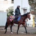 ２３年の日本ダービー馬タスティエーラが競走馬登録を抹消　優駿スタリオンステーションで種牡馬に