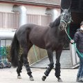２３年天皇賞・春勝ち馬のジャスティンパレスが競走馬登録抹消　今後はアロースタッドで種牡馬に