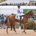 【中山５Ｒ・３歳新馬】ロイヤルファミリー役ブレイヴソルジャーは６着　ファンの熱視線に石田拓郎騎手「人気者ですね」