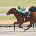 【京都１０Ｒ・門松Ｓ】「完勝でしたよね」武豊騎手が今年初勝利！　ヒルノドゴールをオープン入りに導く　