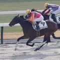 【京都4R】テイエムサンレーヴの直線一気炸裂…鮮やか2勝目