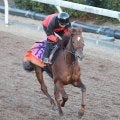 【フェアリーＳ・イシゴーの特注馬】１戦１勝馬ヴァリスマリネリスに感じる魅力　舞台替わりに中舘調教師「好材料」