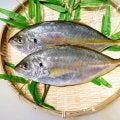 ダイエットに効果的とされる魚は？