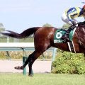 ２０２３年の中京記念を制したセルバーグが引退　今後は乗馬に