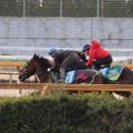 ゲルチュタール、日経新春杯1週前追い切り速報/栗東トレセンニュース
