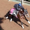 【シンザン記念】巻き返し図る良血バルセシートは末脚パワフル　松下調教師「思っていた通りの調教ができた」