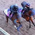【フェアリーＳ】良血馬ギリーズボールがリズム良く坂路で併入　手塚久調教師「気持ちの強い子で能力はありそう」