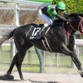 【ポルックスS】甥は三冠馬コントレイル ミスティックロアがオープン初勝利なるか