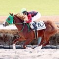 「ホリエモン」こと堀江貴文氏所有のイッテラッシャイが黒竹賞を馬番発表前に出走取消　右前肢フレグモーネのため