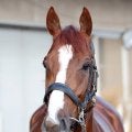 【注目馬動向】Ｇ１馬アーバンシックがネオムターフＣとアミールＴへの参戦を見送ることに