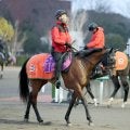 【フェアリーＳ】重賞勝ち馬を半兄に持つノーザンタイタンは元気いっぱい　中舘調教師「体調もいい」
