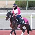 【シンザン記念】Ｇ１馬の半弟バルセシートは６枠１１番　武豊騎手騎乗のディアダイヤモンドは２枠４番に決定