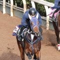 【シンザン記念】メンバー唯一の２勝馬クールデイトナは坂路で落ち着き十分　宮地調教師「ガスが抜けていつも通り」